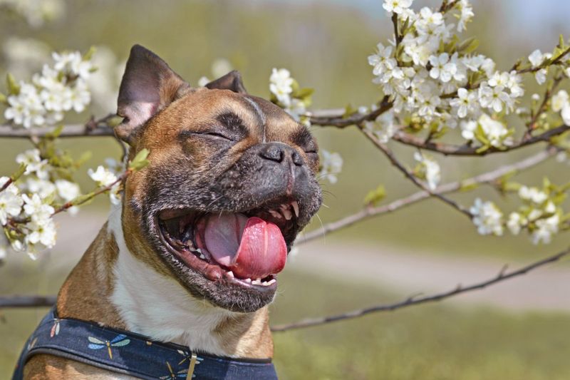 Frequent Sneezing