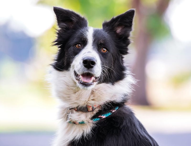 Border Collie