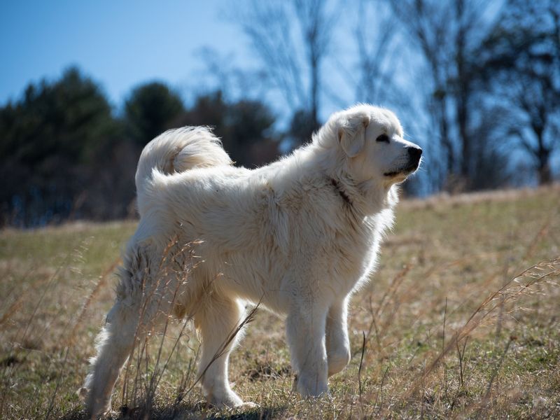 Great Pyrenees