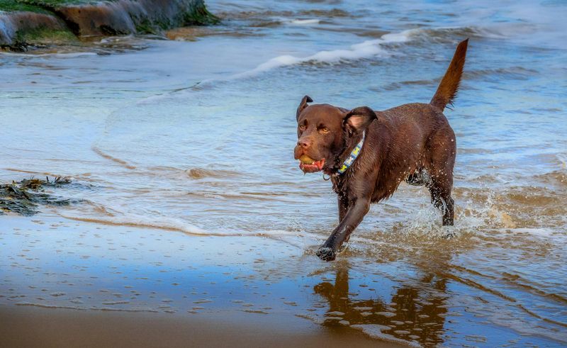 Playful Spirit