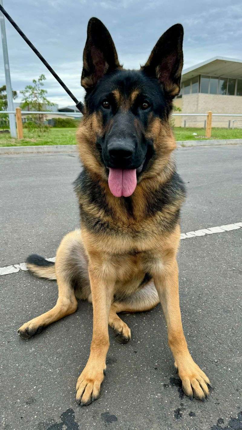 German Shepherd