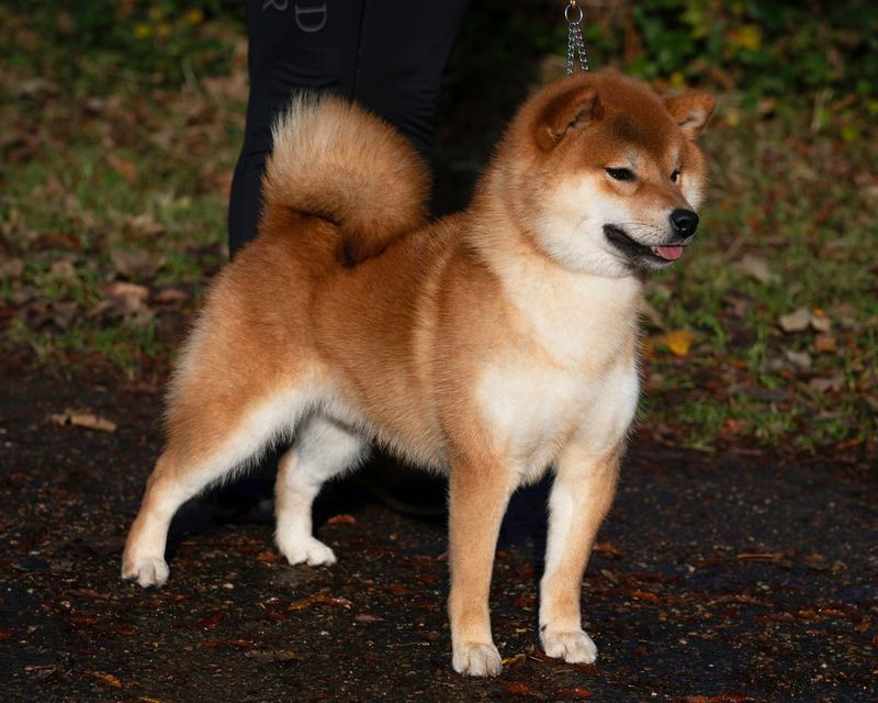 Shiba Inu