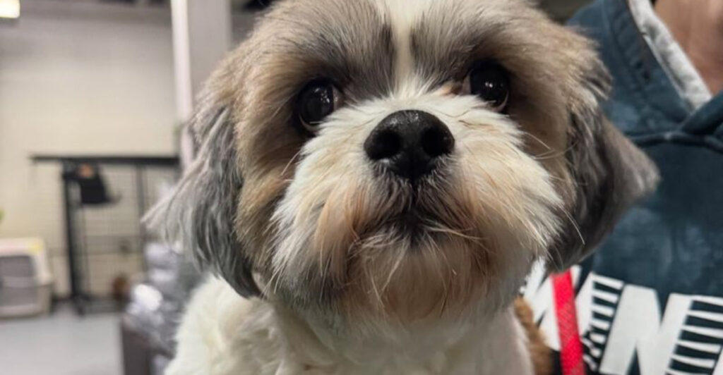 I Worked at 5 Shelters for 3 Years – These 19 Breeds Come Back Most