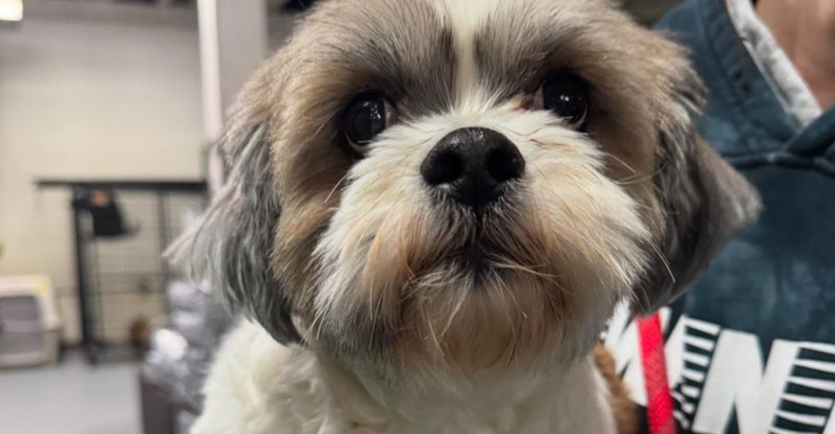 I Worked at 5 Shelters for 3 Years – These 19 Breeds Come Back Most