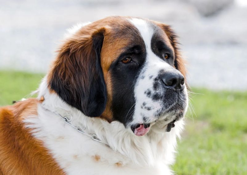 St. Bernard