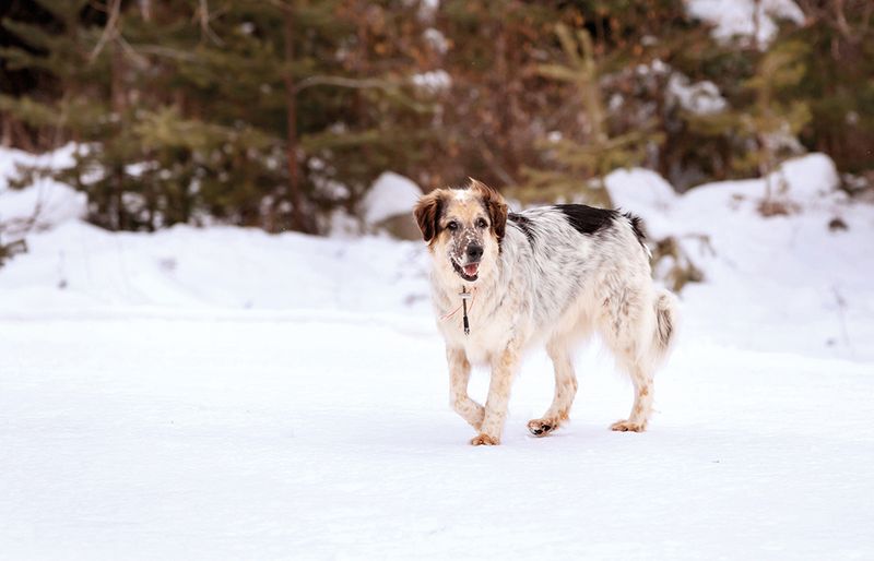 Karakachan Bear Dog