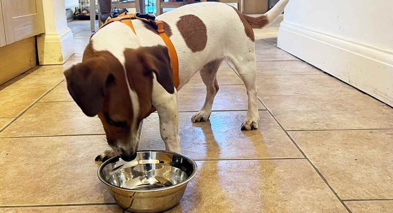 Overfeeding Before Leaving