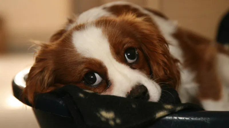 Leaving Dogs Alone for Long Periods