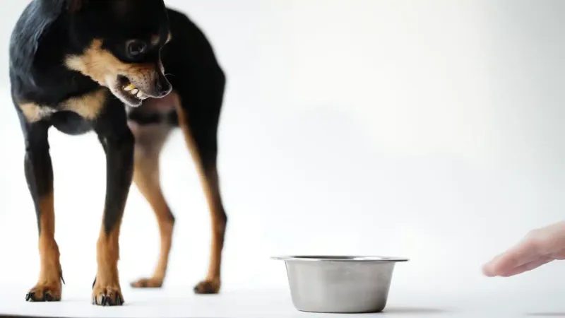 Eat Less or Overeat
