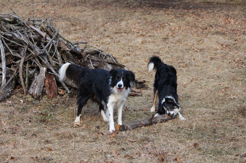 Sharing Toys