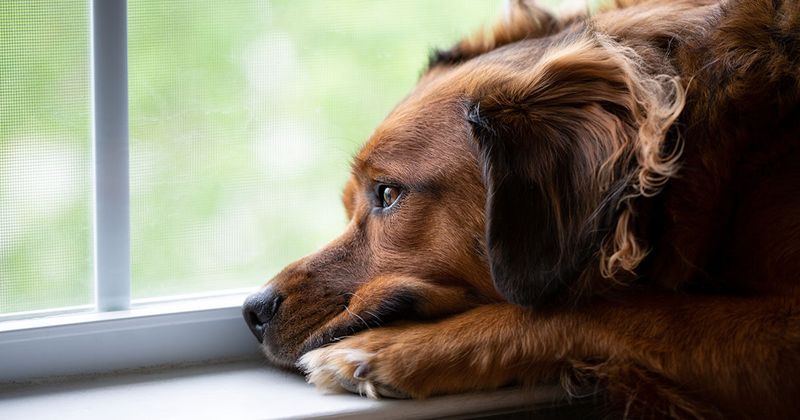 Failure to Recognize Grief Triggers
