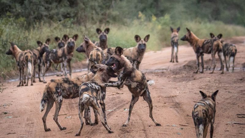 Community Involvement in Conservation