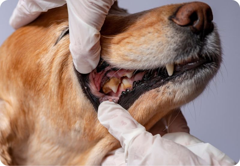 Poor Dental Health