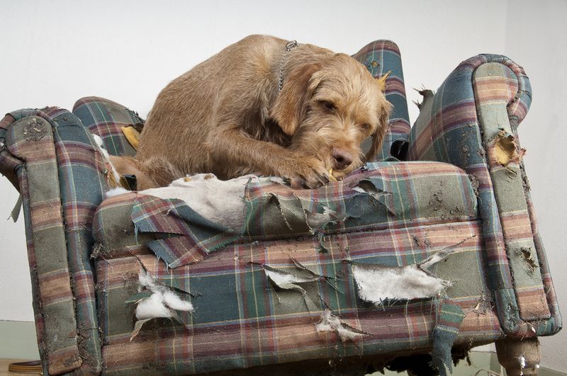 Destructive Behavior