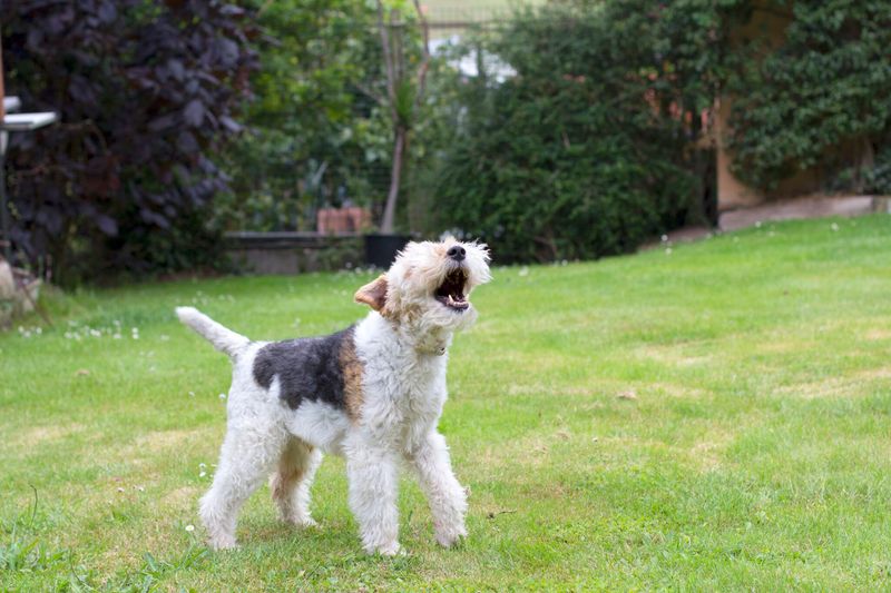 Excessive Barking
