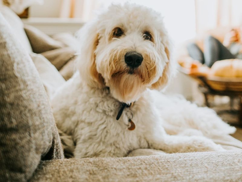 Budget Adjustments for Pet Expenses