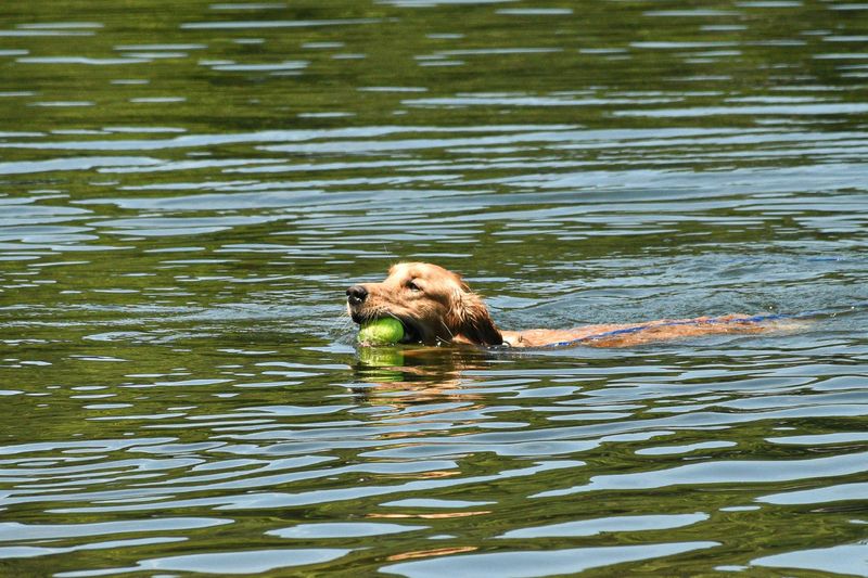 Natural Swimmers