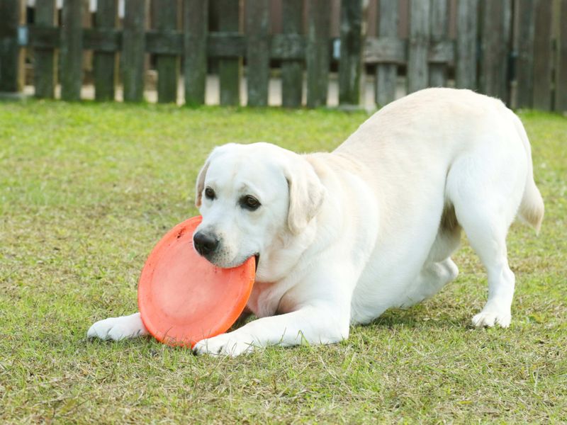 Playfulness