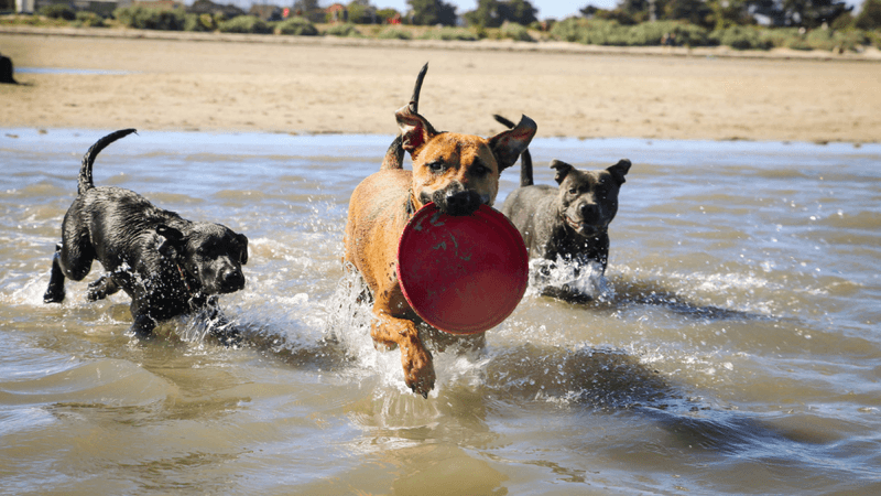Playful Energy