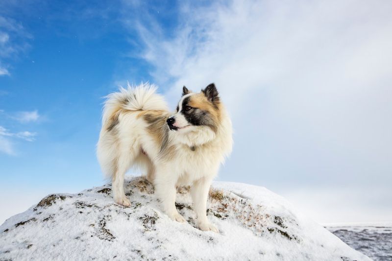 Adaptive to Icelandic Elements
