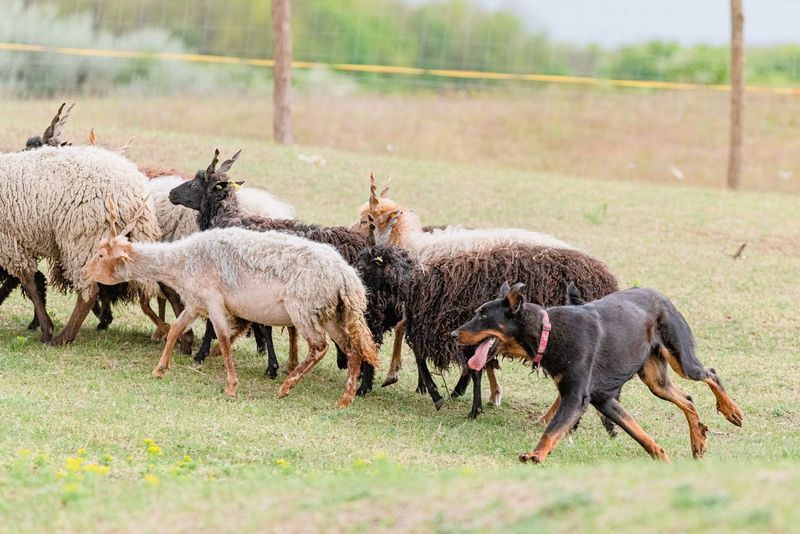 Natural Herding Instinct