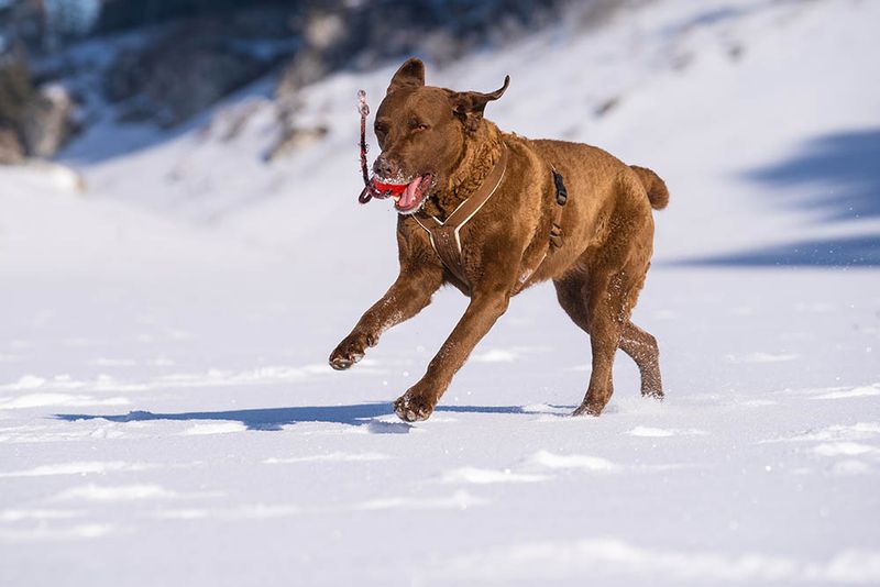 Playful and Energetic
