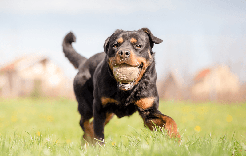 Playful and Energetic