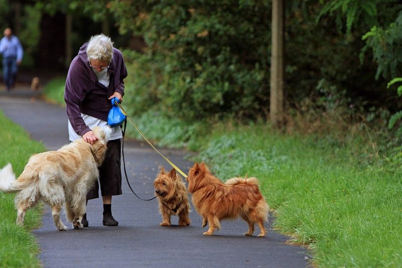 Socialization Opportunities