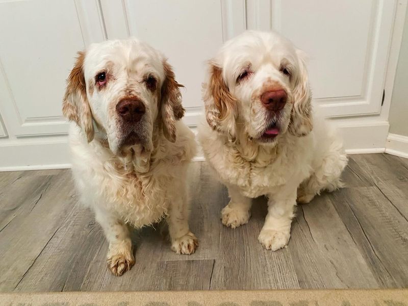 Clumber Spaniel