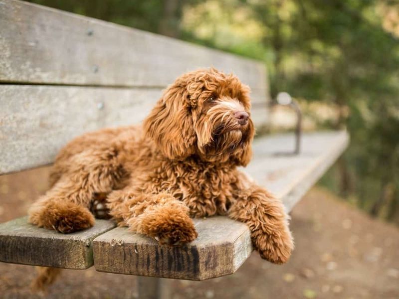Labradoodle