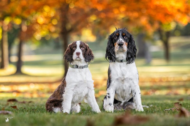 English Springer Spaniel