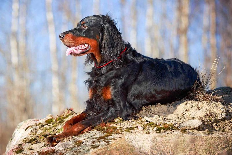 Gordon Setter