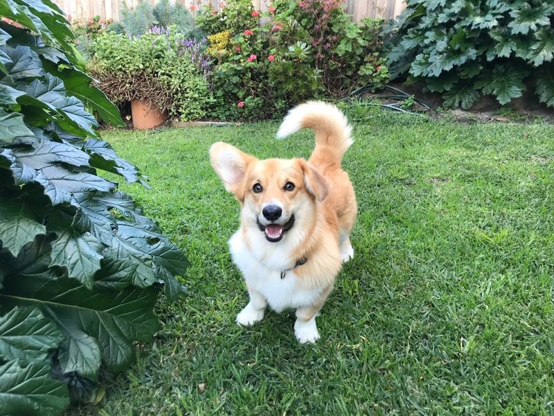 Welsh Corgi