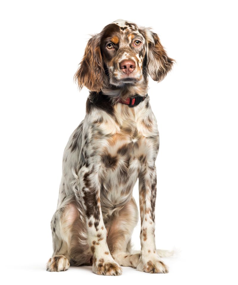 English Setter