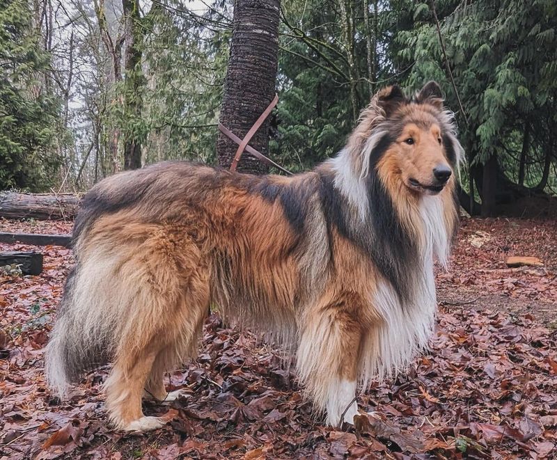 Collie