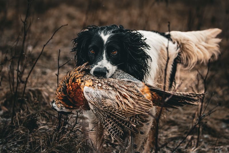 English Springer Spaniel