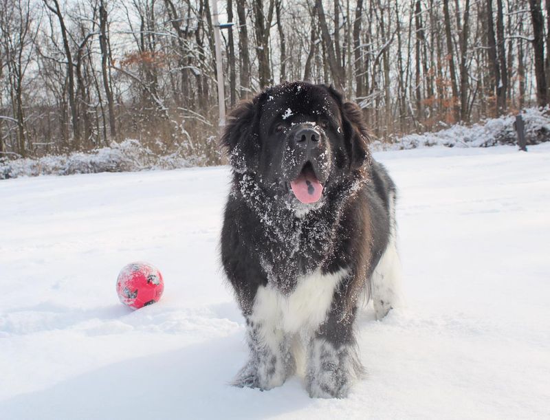 Newfoundland