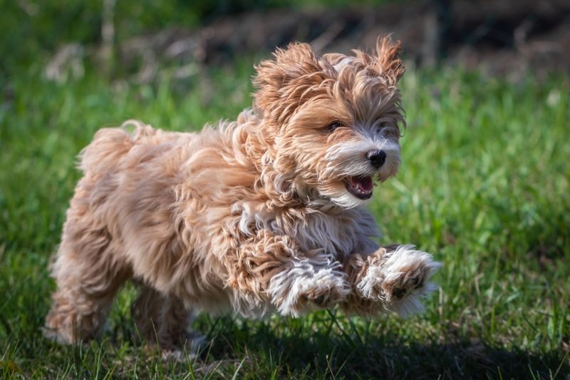Havanese