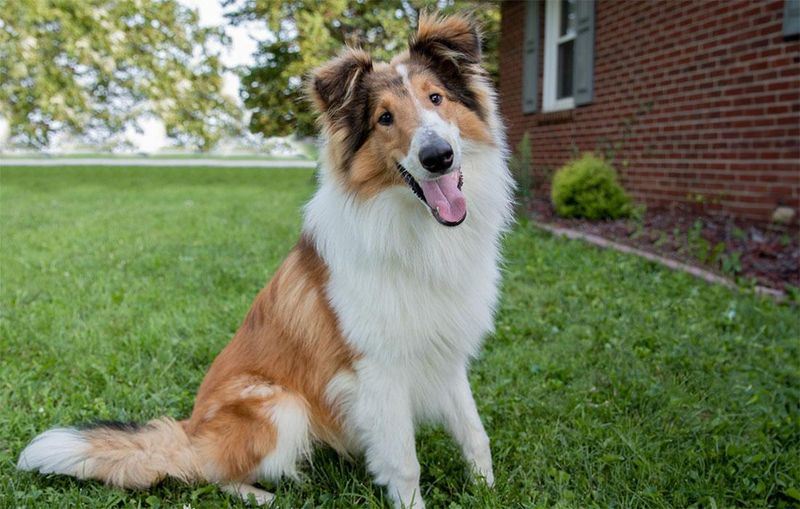 Collie