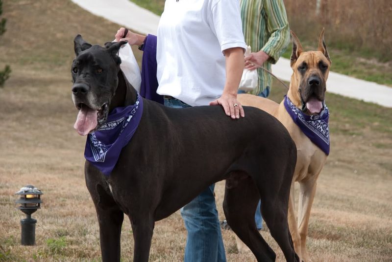 Great Dane