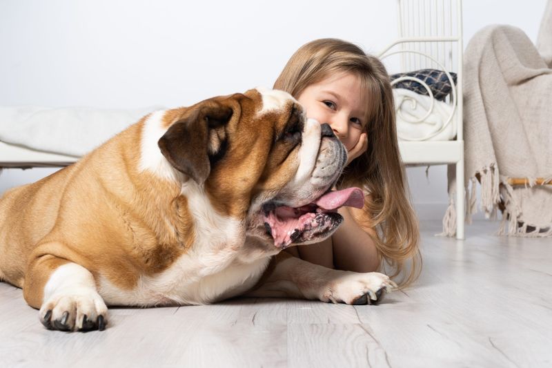 English Bulldog