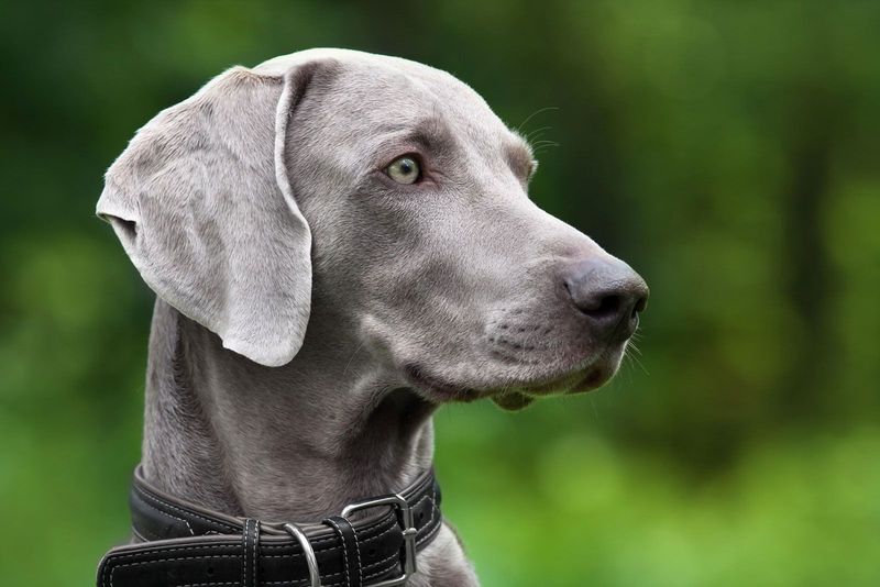Weimaraner