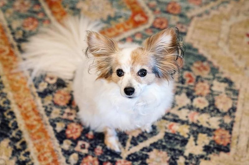 Papillon