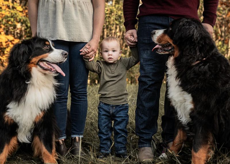 Bernese Mountain Dog