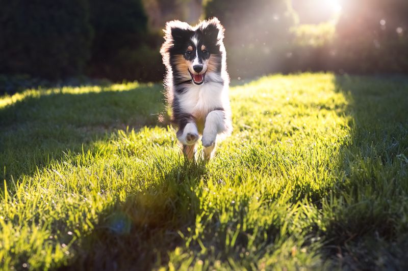 Shetland Sheepdog