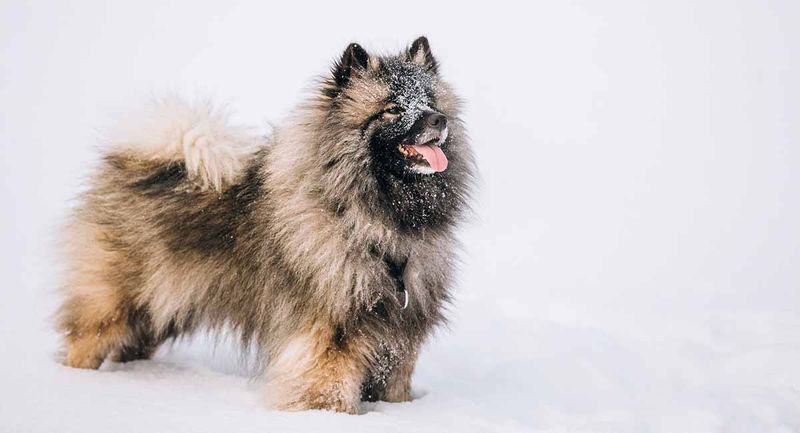 Keeshond