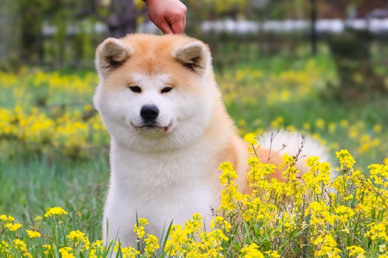 Akita