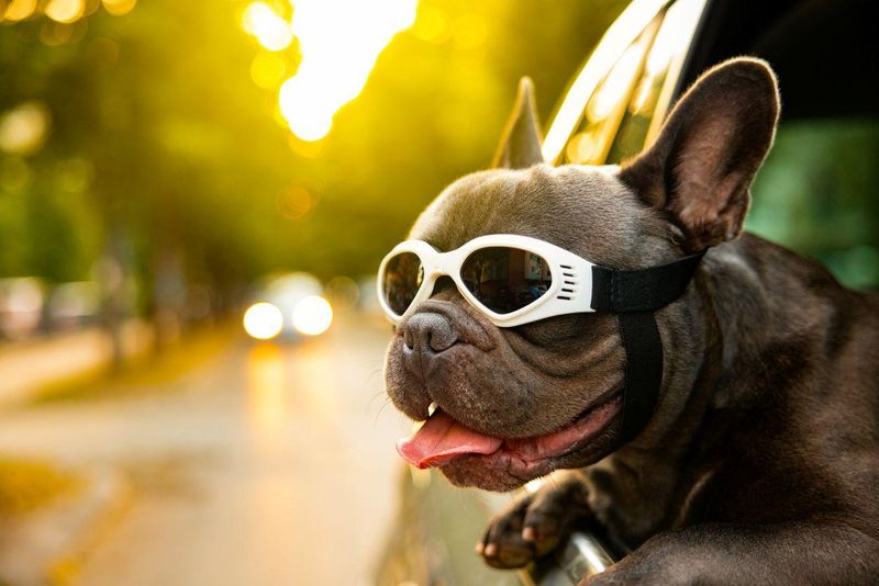 French Bulldog