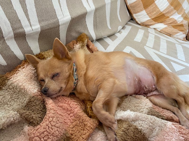 Chihuahua