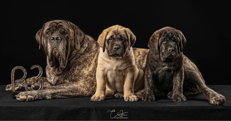 Mastiff